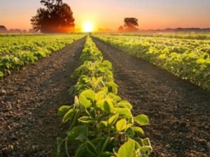 Direitos do Agronegócio: O Que Você Precisa Saber